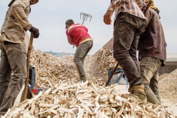 កម្មករ​កំពុង​ប្រមូល​ដំឡូងមី​នៅ​ម៉ាឡៃ​កាលពី​ពេល​ថ្មីៗ​នេះ។ រូបថត Omar Havana/New York Times